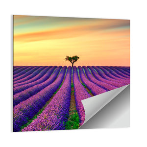 Lavender Flowers Blooming Field Wall Art