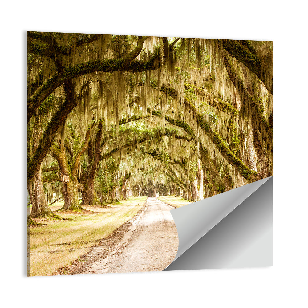 Oak Pathway Under Spanish Moss Wall Art