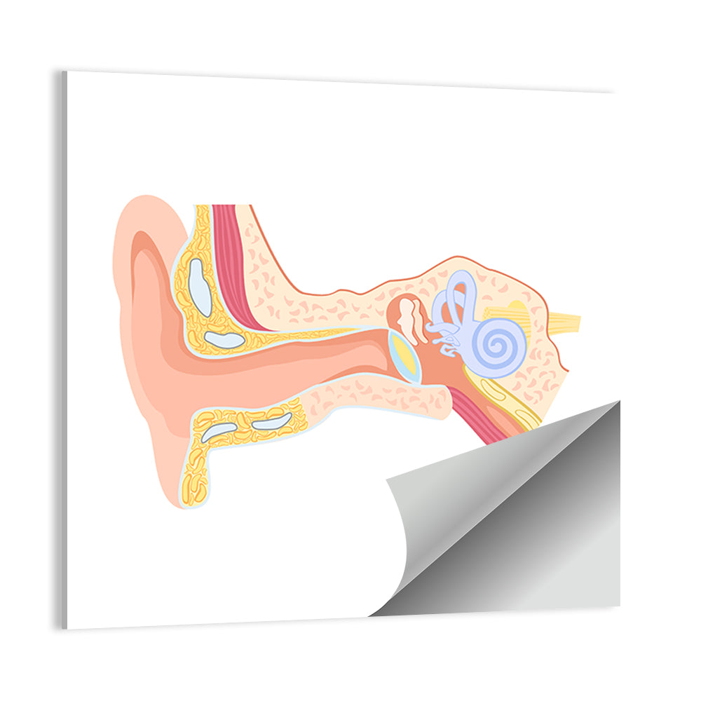 Human Ear Cross-section Diagram Wall Art