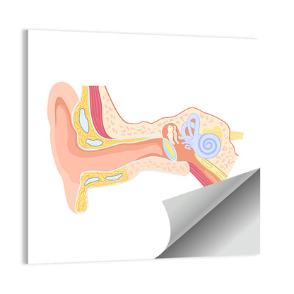 Human Ear Cross-section Diagram Wall Art