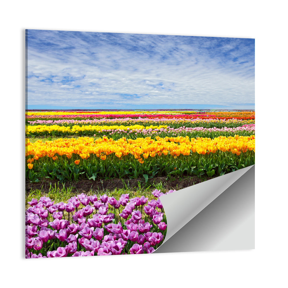 Rows of Colorful Tulip Fields Wall Art
