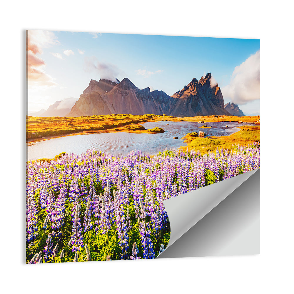 Lupine Fields at Vestrahorn Wall Art