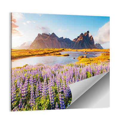 Lupine Fields at Vestrahorn Wall Art