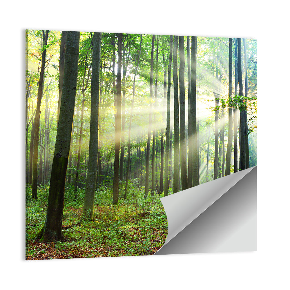 Morning Light in the Forest Wall Art