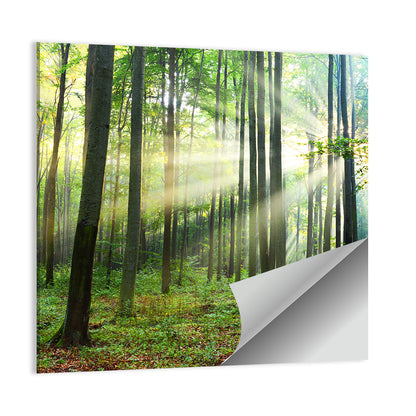 Morning Light in the Forest Wall Art