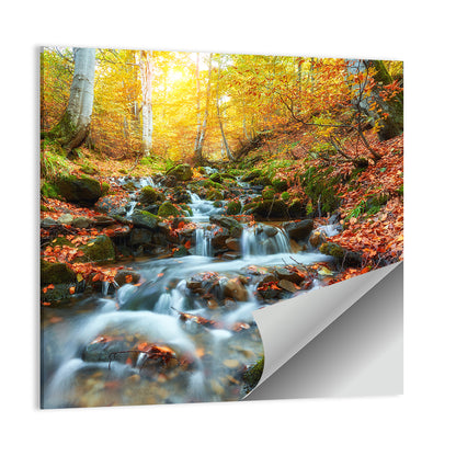 Backlit Autumn Forest Stream Wall Art