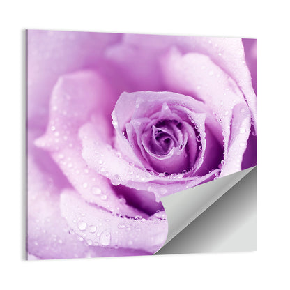 Purple Rose Close-up Wall Art