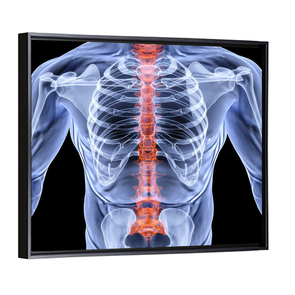 Male Spine X-ray Illustration Wall Art