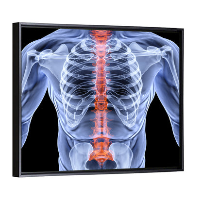 Male Spine X-ray Illustration Wall Art