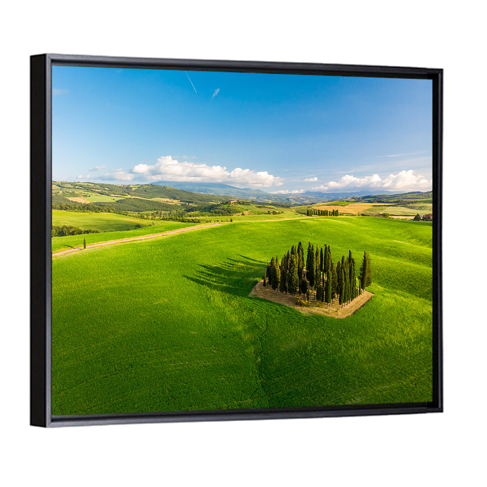 Italian Cypresses on Rolling Hills Wall Art