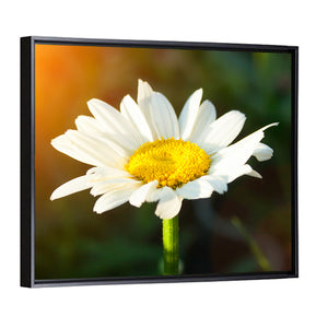 Single Daisy Flower At Sunset Wall Art