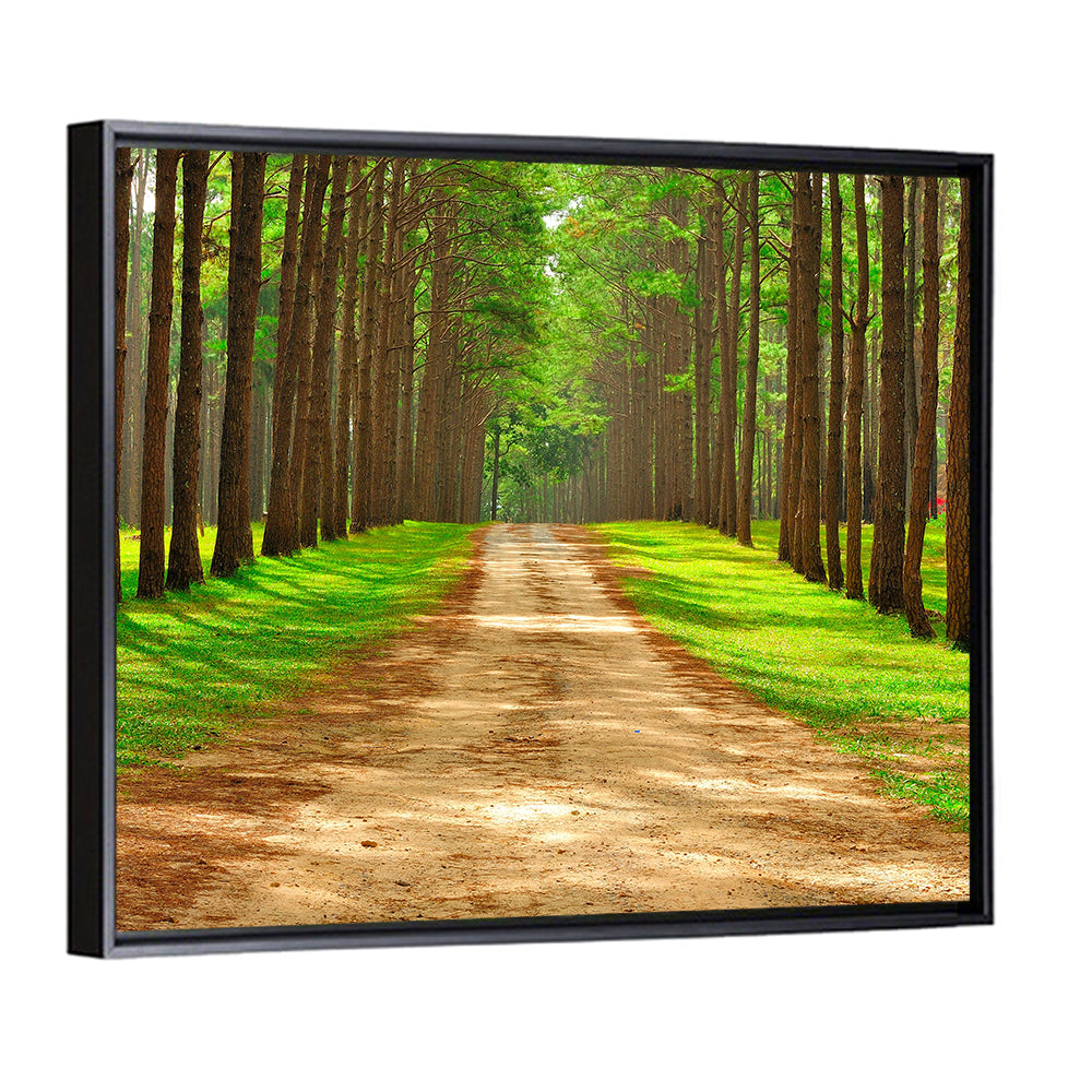 Thailand Pine Forest Path Wall Art