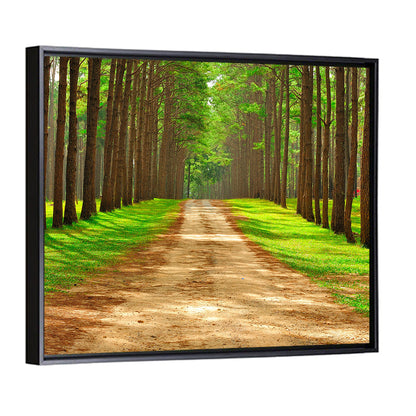 Thailand Pine Forest Path Wall Art