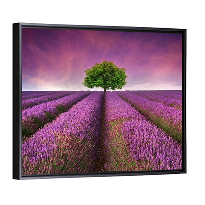 Lavender Field at Sunset Wall Art