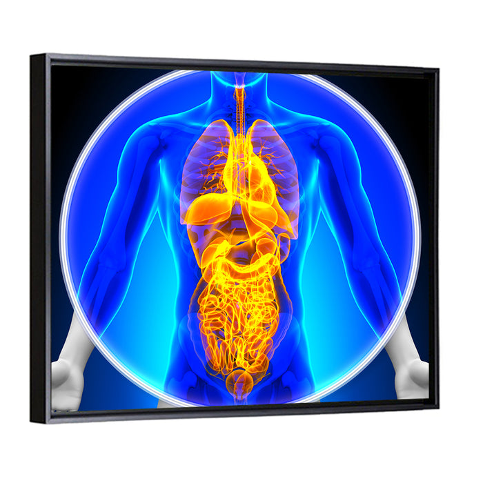 All Organs X-ray Illustration Wall Art as a framed canvas