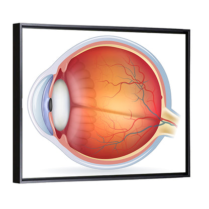 Anatomical Eye Cross-section Wall Art