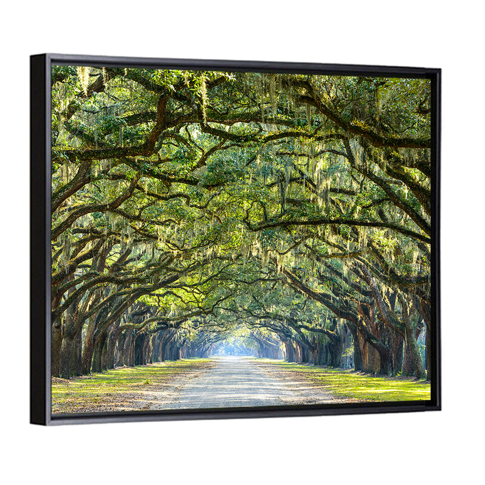 Historic Wormsloe Plantation In Savannah Wall Art