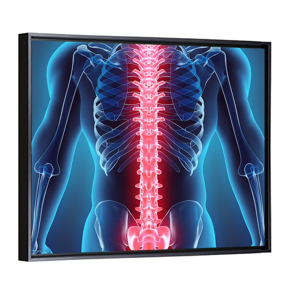 Human Spine Anatomy Illustration Wall Art