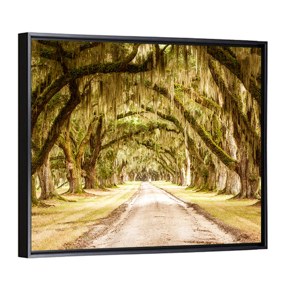 Oak Pathway Under Spanish Moss Wall Art