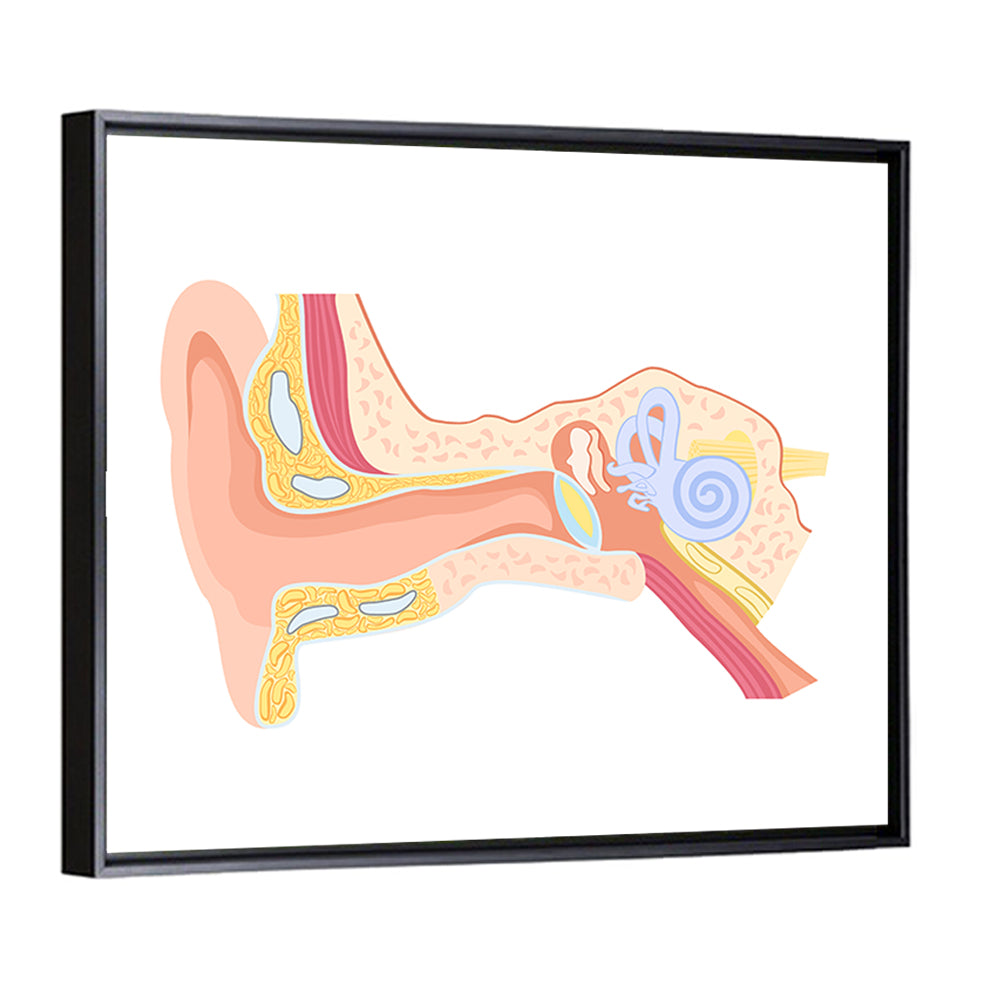 Human Ear Cross-section Diagram Wall Art