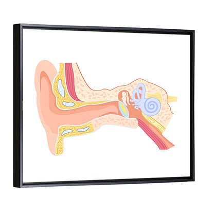 Human Ear Cross-section Diagram Wall Art