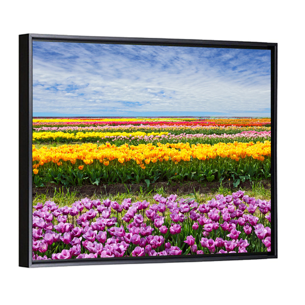 Rows of Colorful Tulip Fields Wall Art