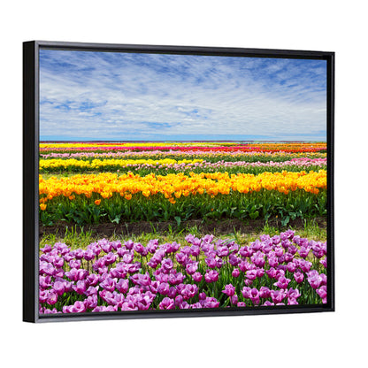Rows of Colorful Tulip Fields Wall Art