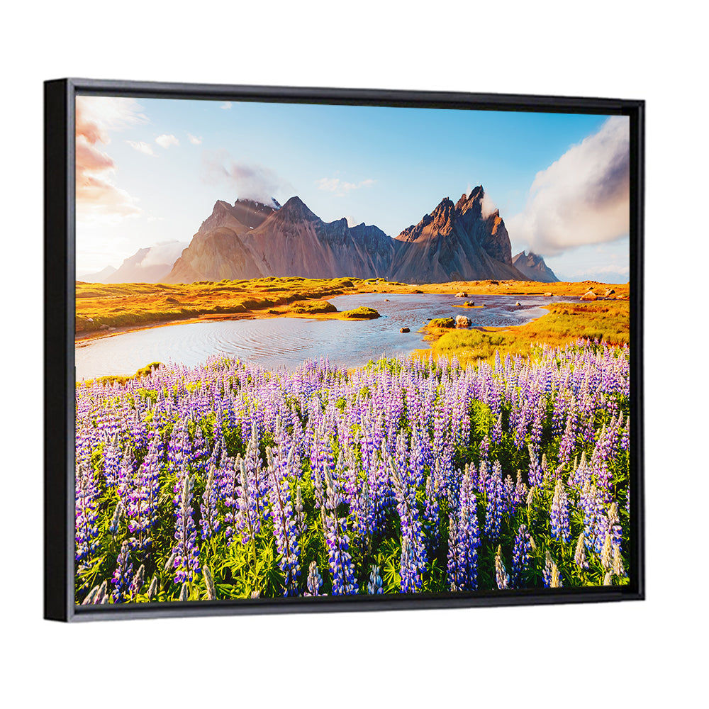 Lupine Fields at Vestrahorn Wall Art
