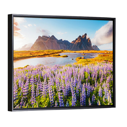 Lupine Fields at Vestrahorn Wall Art