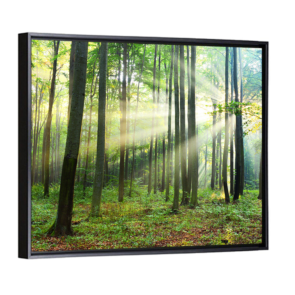 Morning Light in the Forest Wall Art