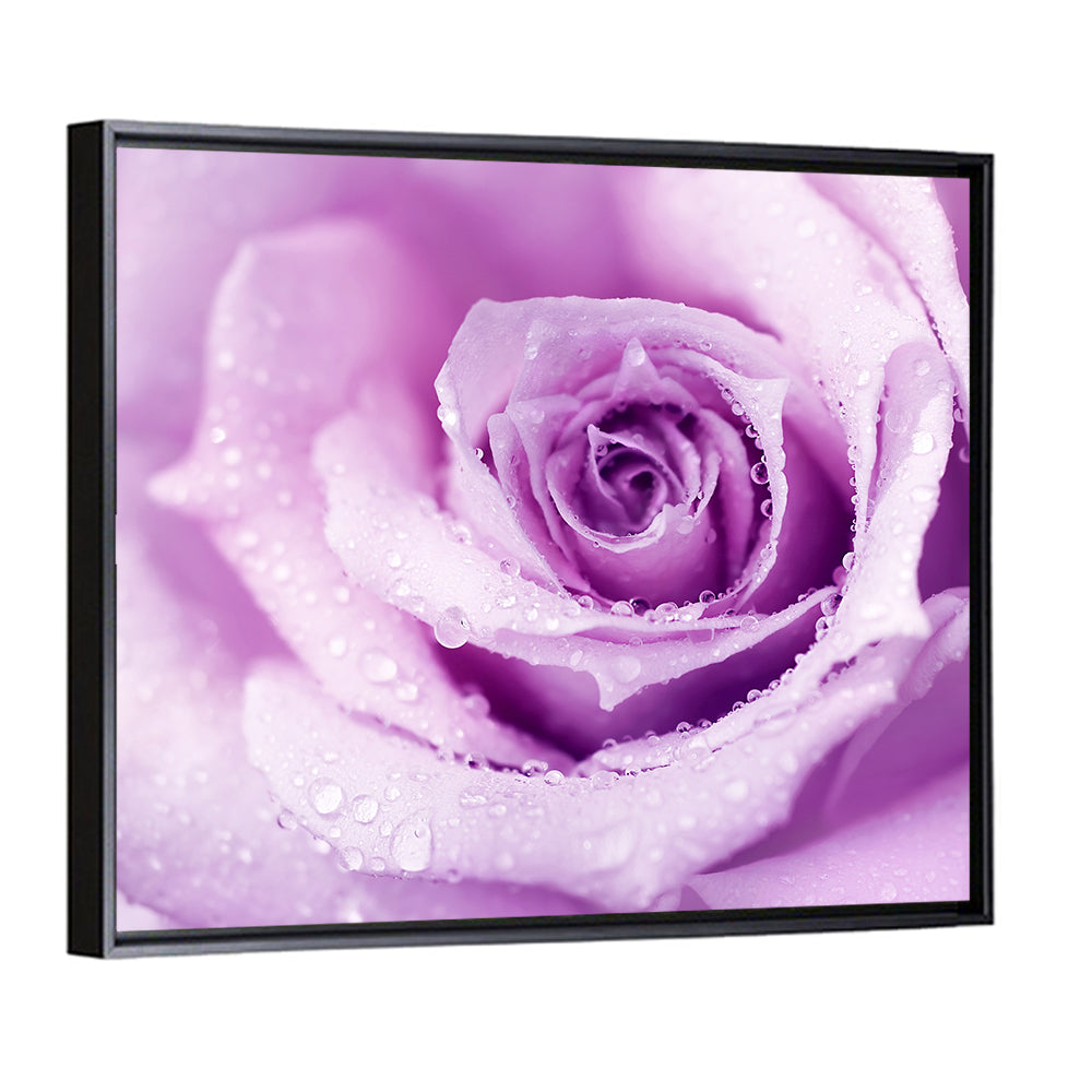 Purple Wet Rose Wall Art