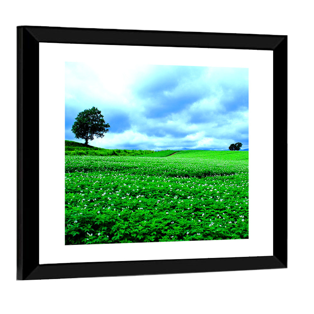 Biei Hill with Lone Tree, Hokkaido Wall Art