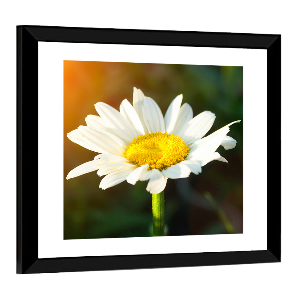 Single Daisy at Sunset Wall Art