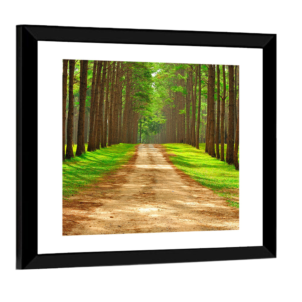 Thailand Pine Forest Path Wall Art