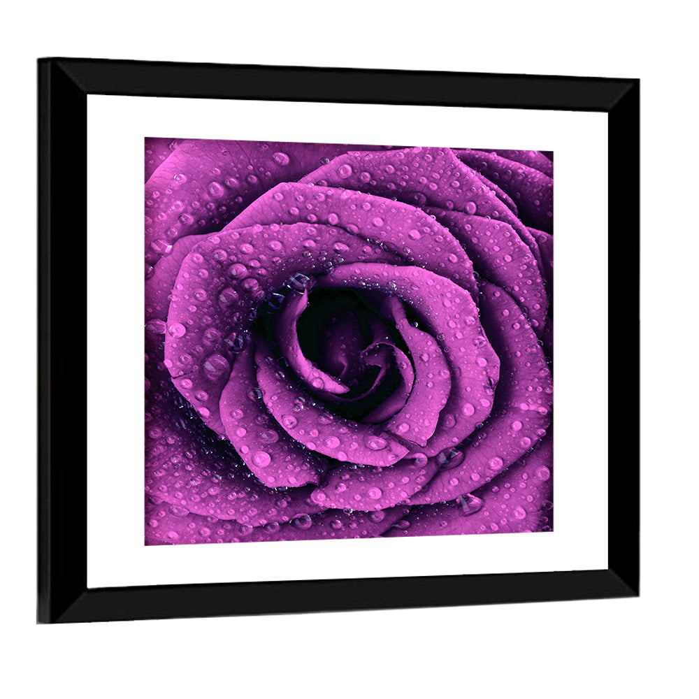 Rain Touched Purple Rose Wall Art