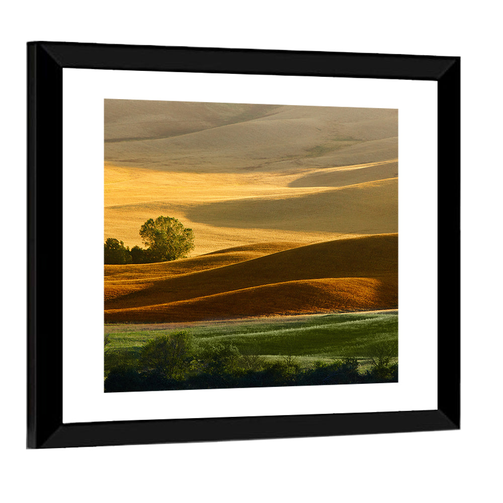 Golden Hills of Tuscany Wall Art