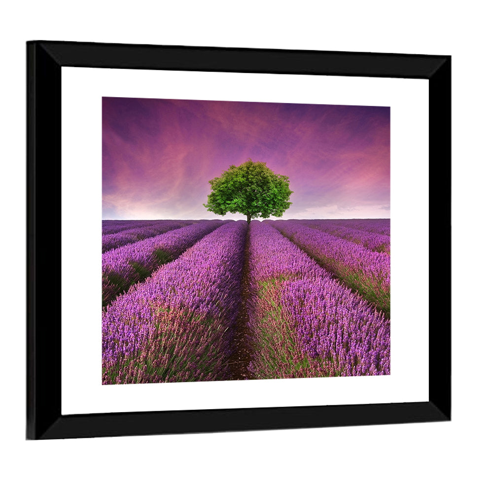 Lavender Field at Sunset Wall Art