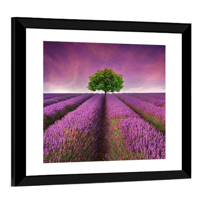Lavender Field at Sunset Wall Art