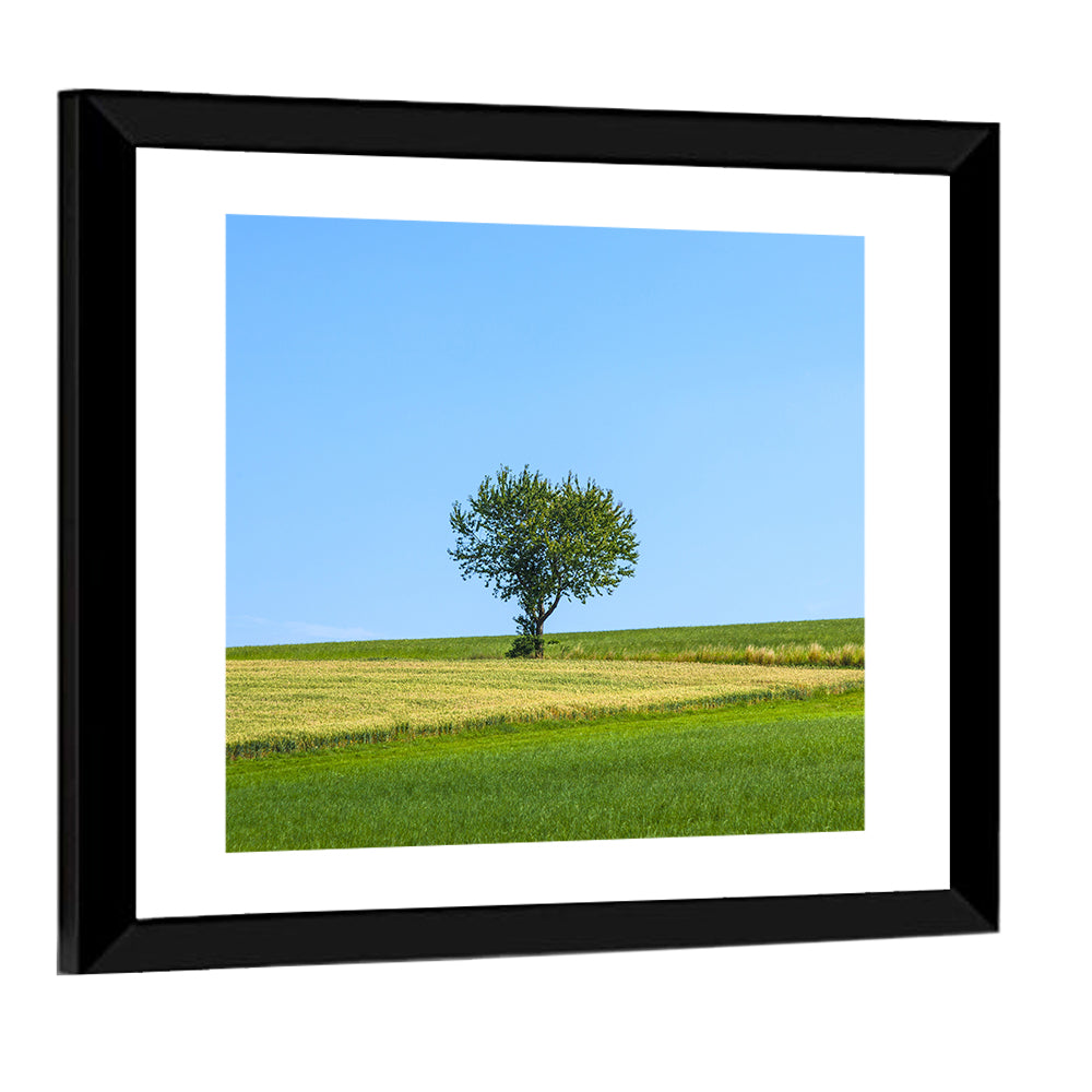 Solitary Tree on Rolling Meadow Wall Art