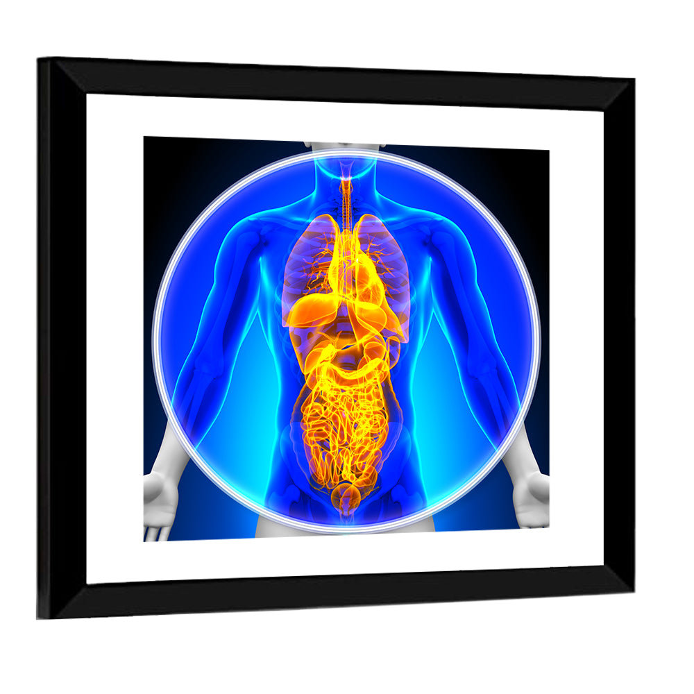 All Organs X-ray Illustration Wall Art