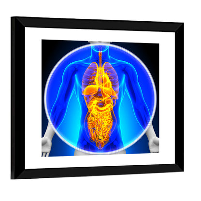 All Organs X-ray Illustration Wall Art