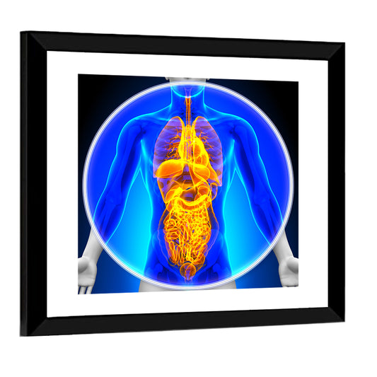 All Organs X-ray Illustration Wall Art