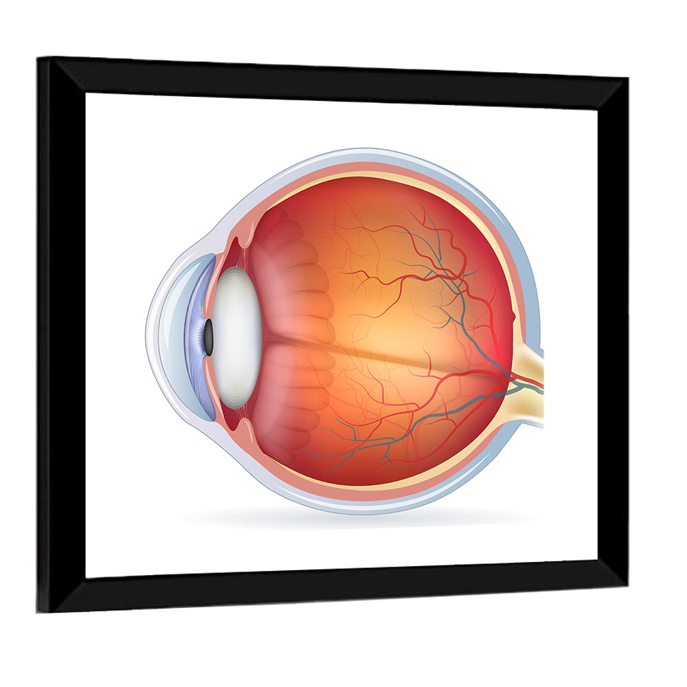 Anatomical Eye Cross-section Wall Art