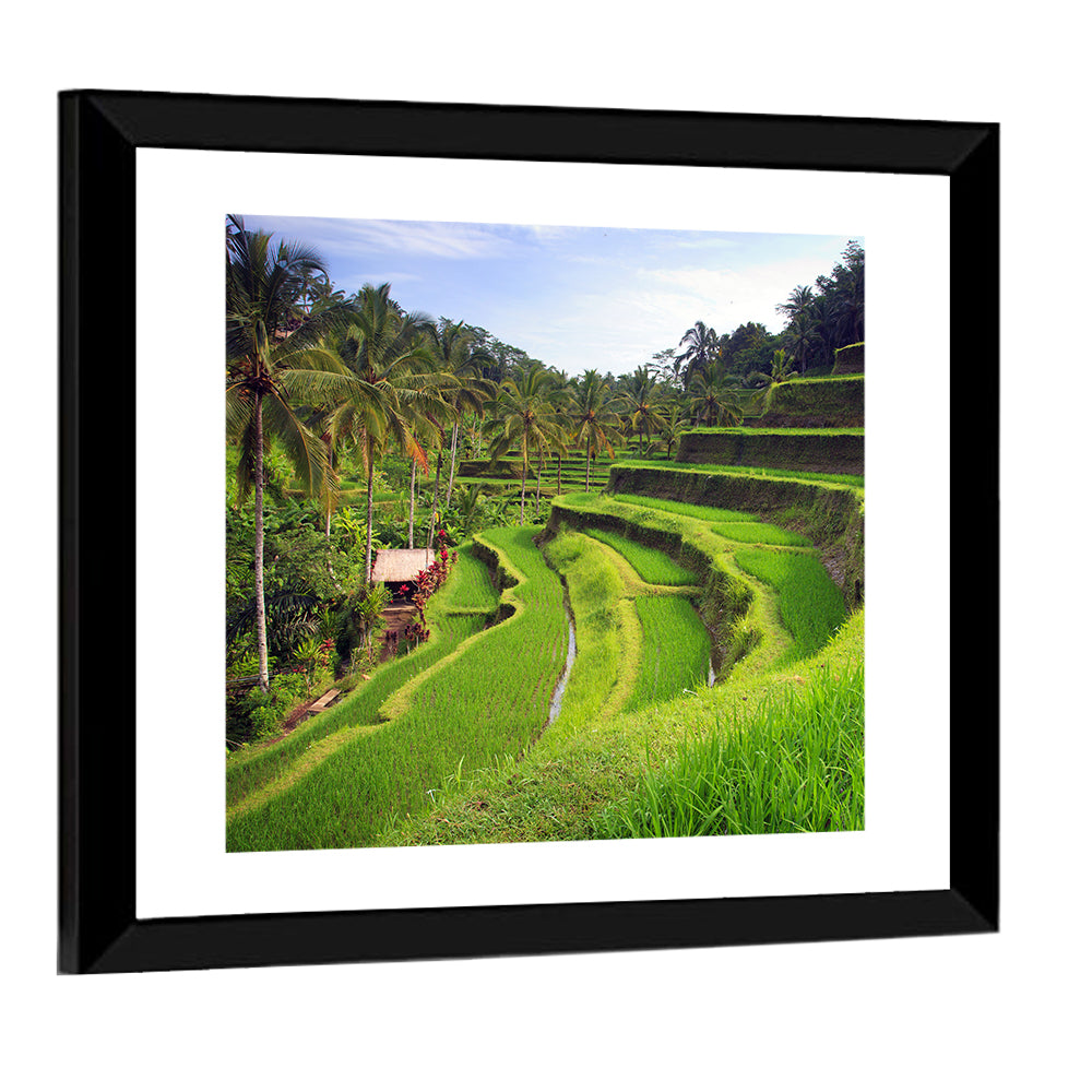Tegallalang Rice Terraces Wall Art