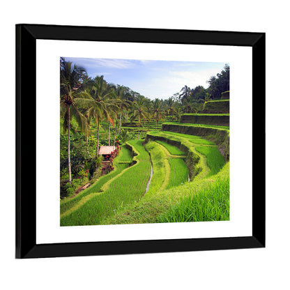 Tegallalang Rice Terraces Wall Art
