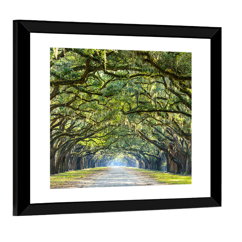 Wormsloe Plantation Oak Tunnel Wall Art