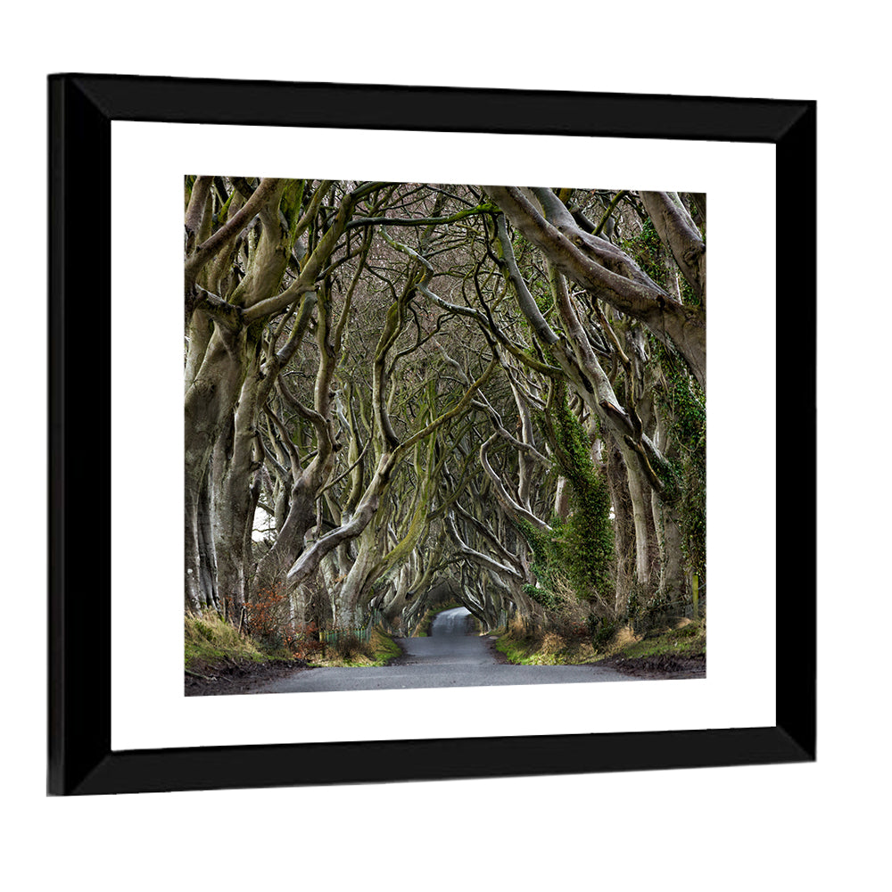 Dark Hedges Tree Tunnel Wall Art