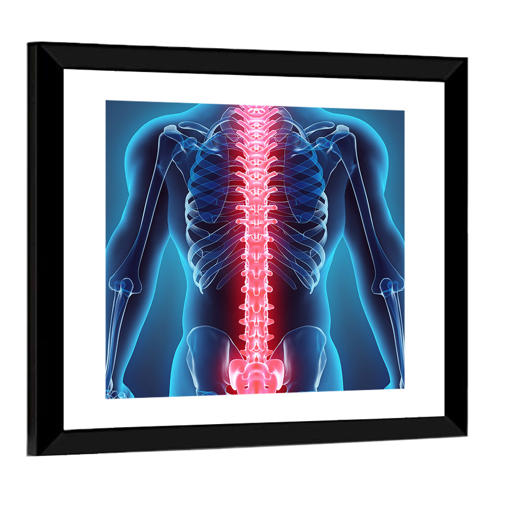 Human Spine Anatomy Illustration Wall Art