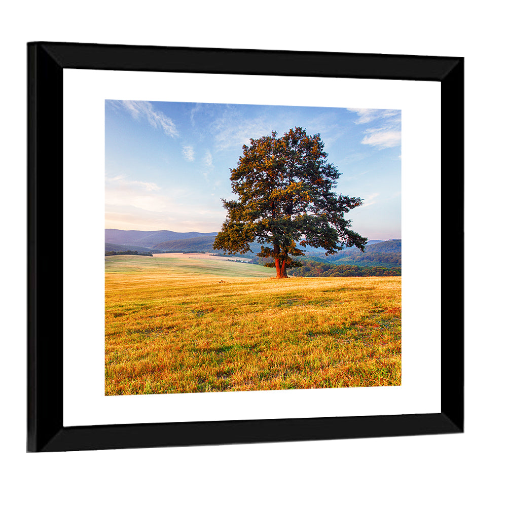 Golden Hour Meadow with Lone Tree Wall Art