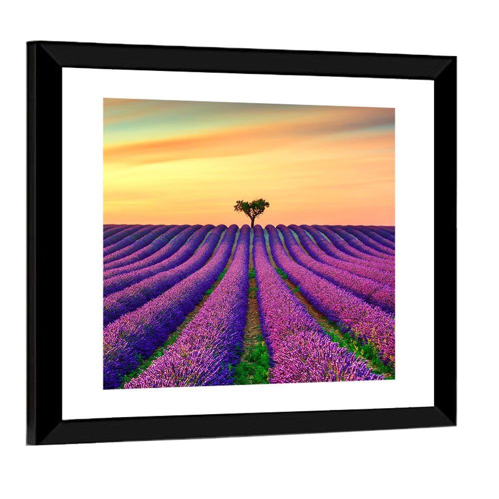 Lavender Field with Solitary Tree Wall Art